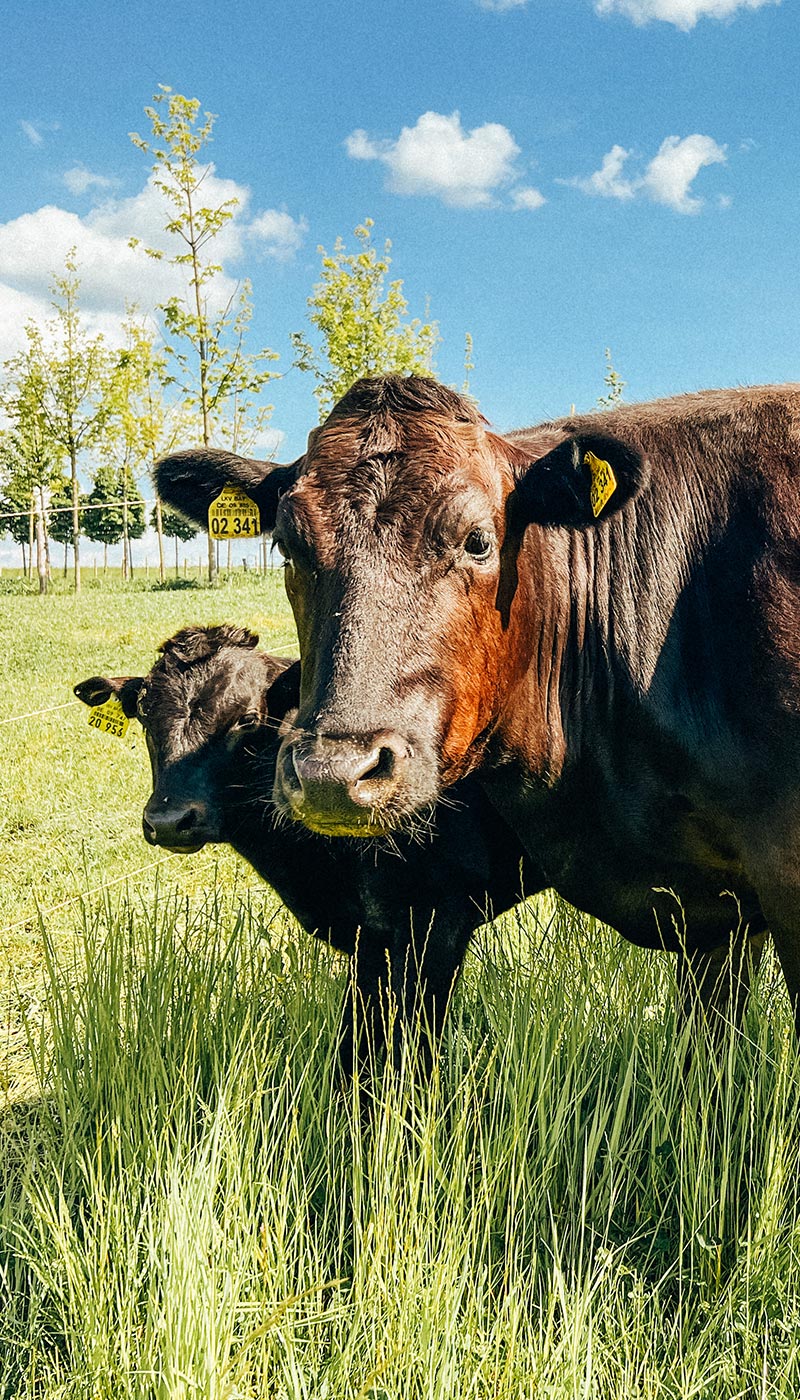 Wagyu Wiese Freiland